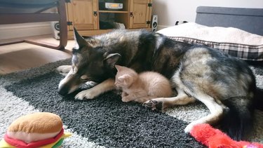 Pet owners are sharing portraits of their cat & dog "fur siblings" and it is too pure