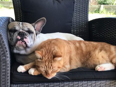 Pet owners are sharing portraits of their cat & dog "fur siblings" and it is too pure