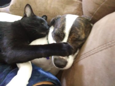 Pet owners are sharing portraits of their cat & dog "fur siblings" and it is too pure