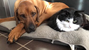 Pet owners are sharing portraits of their cat & dog "fur siblings" and it is too pure