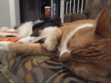 Pet owners are sharing portraits of their cat & dog "fur siblings" and it is too pure