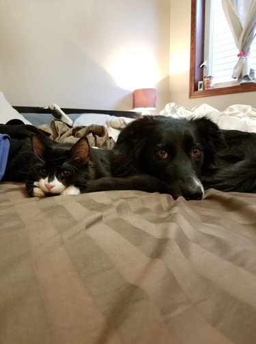 Pet owners are sharing portraits of their cat & dog "fur siblings" and it is too pure