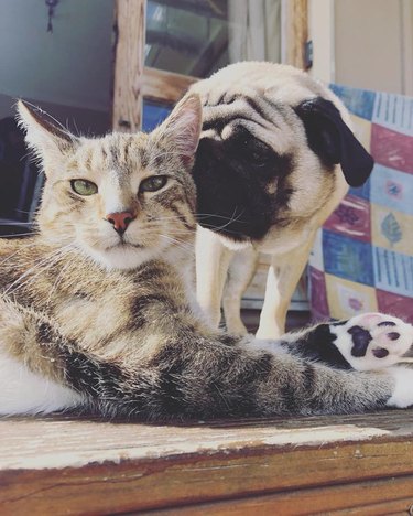 Pet owners are sharing portraits of their cat & dog "fur siblings" and it is too pure