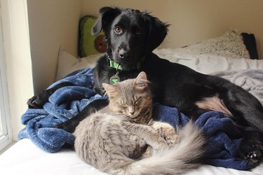 Pet owners are sharing portraits of their cat & dog "fur siblings" and it is too pure