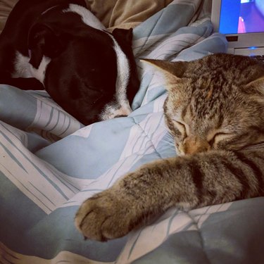 Pet owners are sharing portraits of their cat & dog "fur siblings" and it is too pure