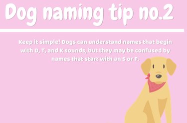 how to name a dog tip