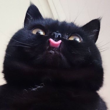 A magnificent black cat with a cute blep