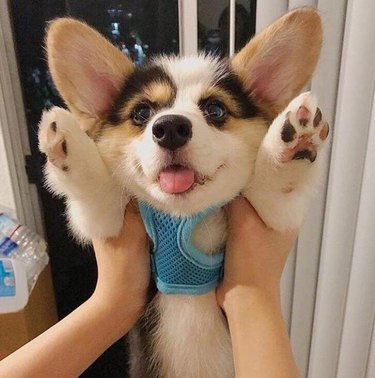 Ridiculously cute corgi pup