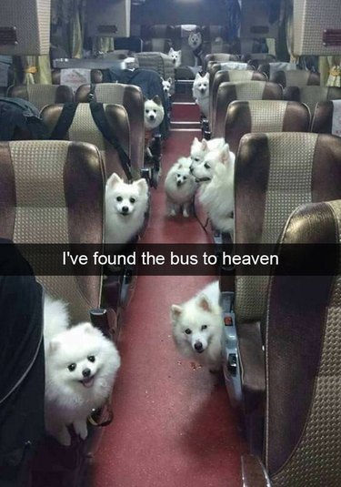 A bus full of cute little white dogs