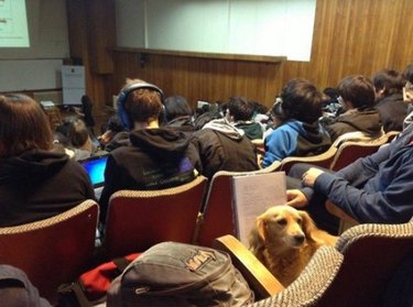 Dog in lecture hall.