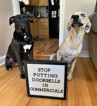 Dogs posing with sign that says Stop putting doorbells in commercials