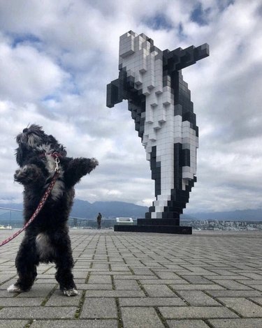 Dog leaping in air in front of leaping orca statue