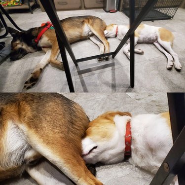 Dog sleeping with its nose under other dog's tail