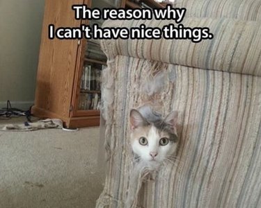 Cat inside an old couch