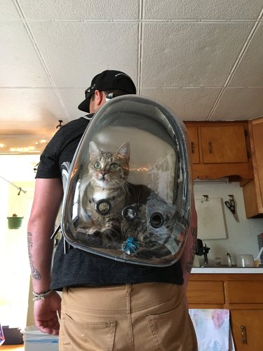 Cat in a catbackpack