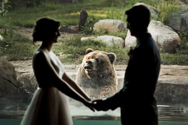 Wedding nuptials photobombed by zoo bear prompt all the jokes