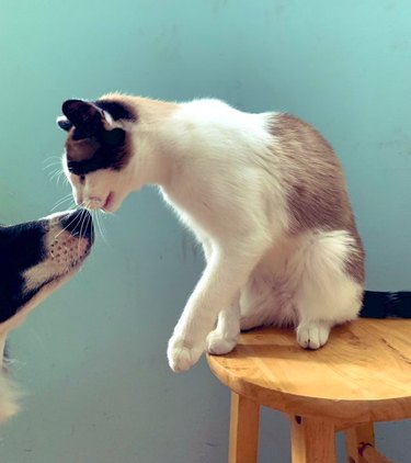 cat and dog boop noses