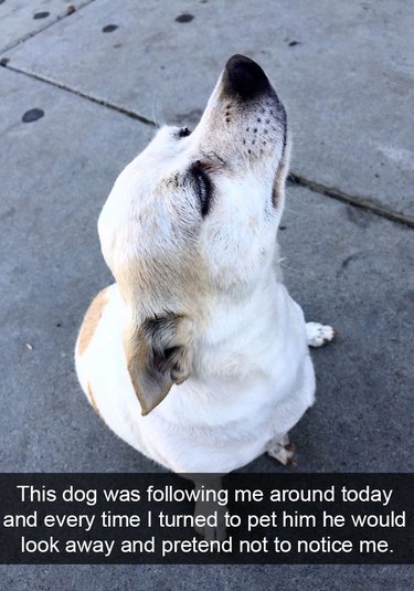 A dog who followed this person around and then ignored the person.