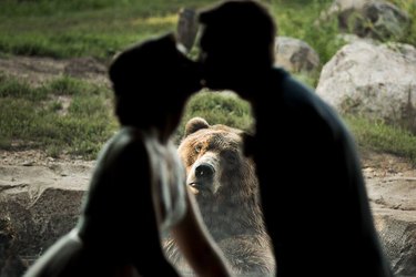 Wedding nuptials photobombed by zoo bear prompt all the jokes