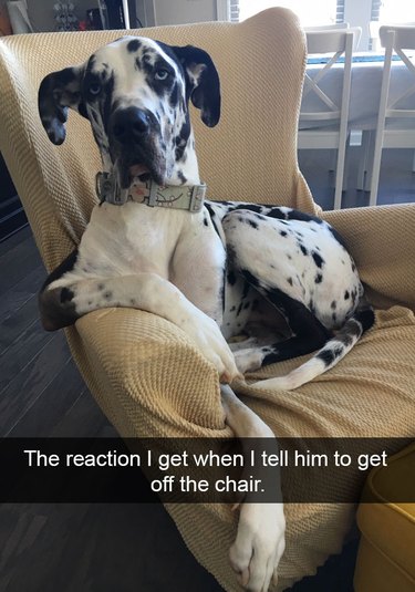 Great Dane sitting on a chair when he's not supposed to be sitting on a chair