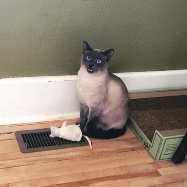 cat with plush toy stands over heating grate.