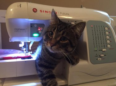 cute cat pops out of sewing machine.