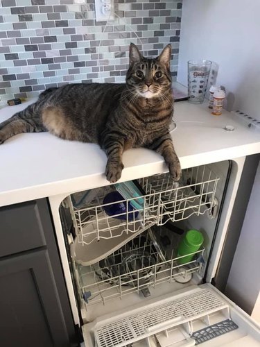 cat lazes on counter above open dishwasher