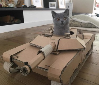 gray cat in cardboard, cat-sized tank.