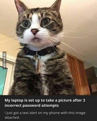 cat triggers laptop alert after incorrect password attempt.