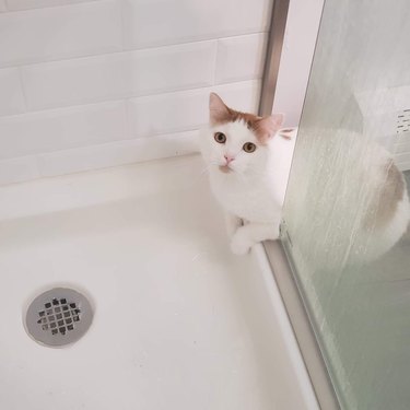 cat investigates shower.