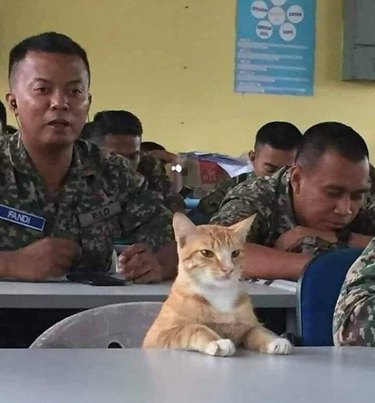 cat sits in class with soldiers.