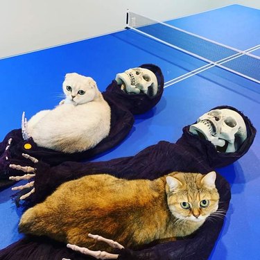 Two cats snoogled up on Grim Reaper Halloween decorations