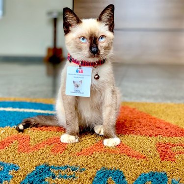 Brazilian stray cat hired to greet visitors at law firm.