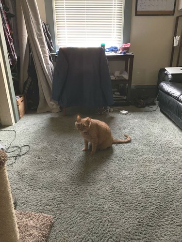 Pest control guy refers to cat as fellow professional