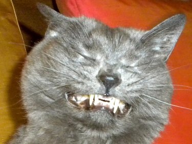 Gray cat sneezing and gritting their teeth.