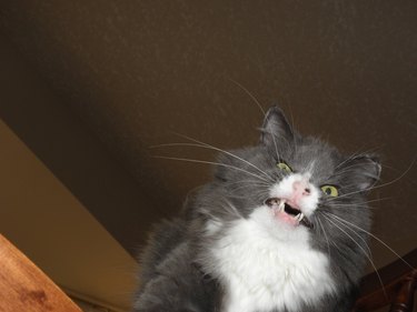 Gray and white cat with yellow eyes sneezing.