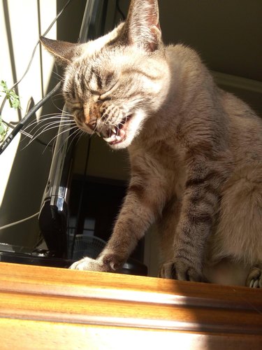 Cat sneezing while sitting in the sun.