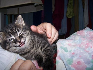 Kitten sneezing while cuddling with their pet parent.