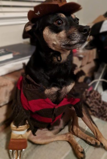 Dog dressed up like Freddy Krueger