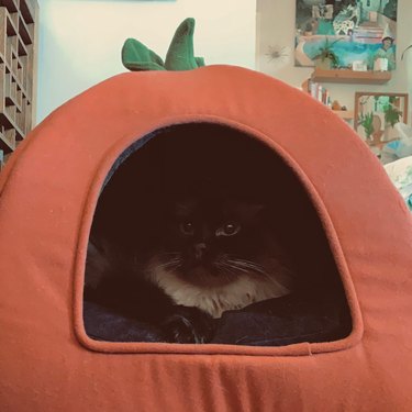 Cute cat in pumpkin bed