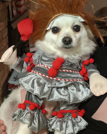 Dog in Pennywise costume
