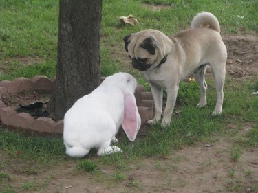 Dog and bunny