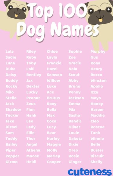 top 100 dog names infographic