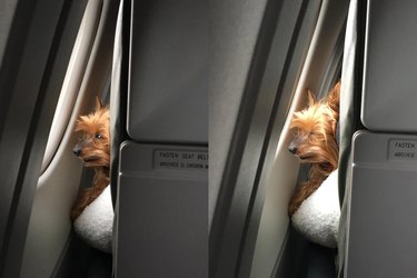 Dogs on planes