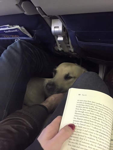 Dogs on planes