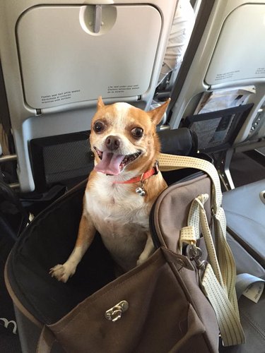 Dogs on planes