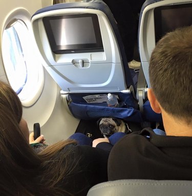 Dogs on planes