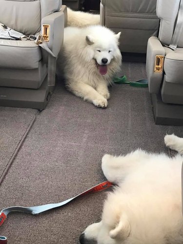 Dogs on planes