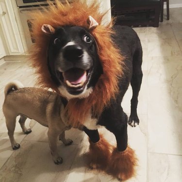 Animals Dressed As Other Animals For Halloween