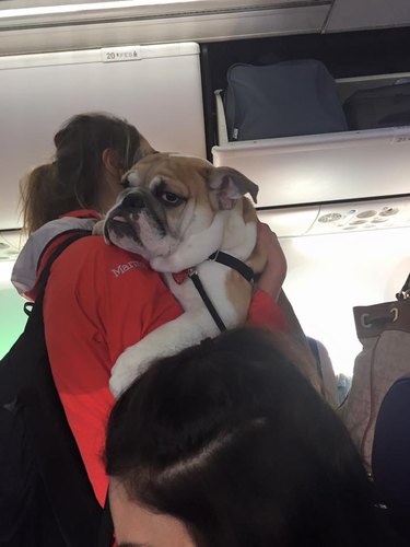 Dogs on planes